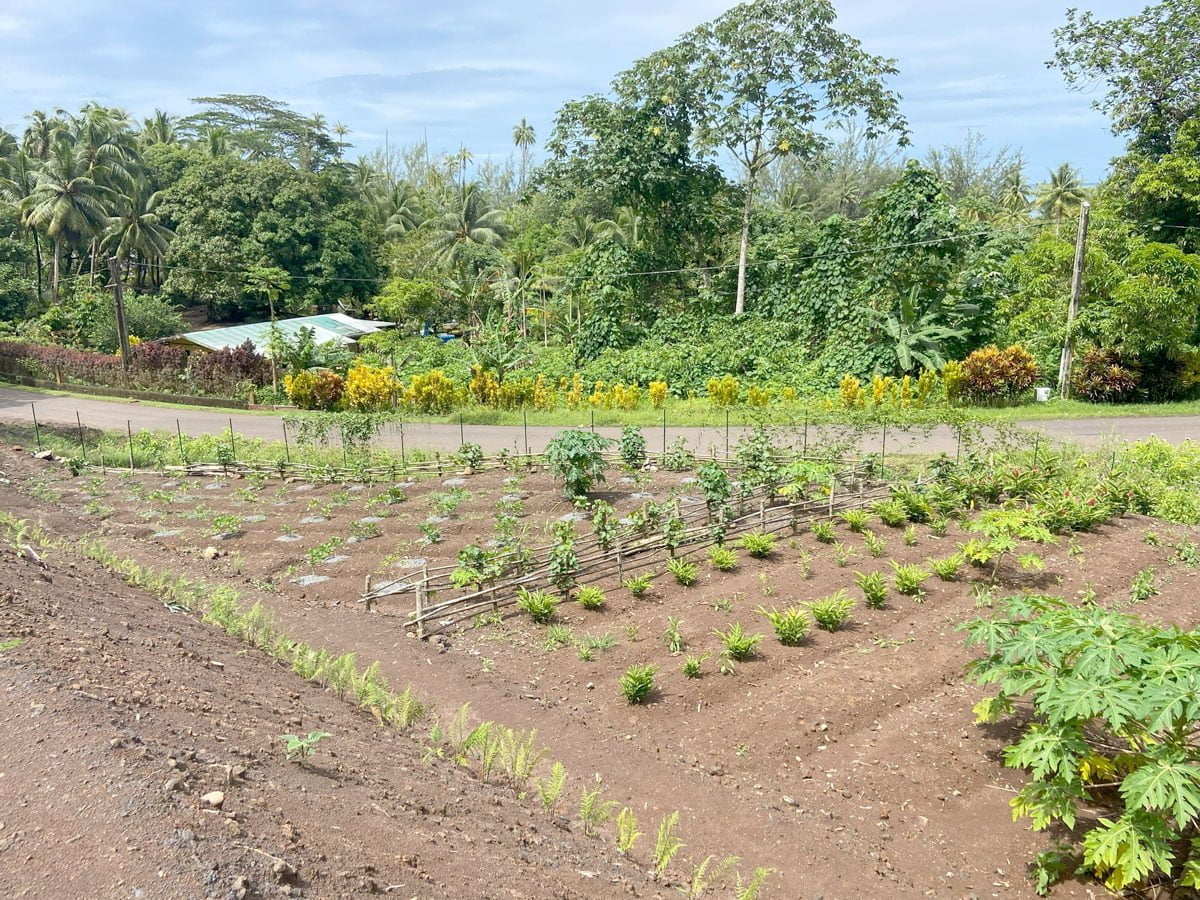 Potager en Polynésie