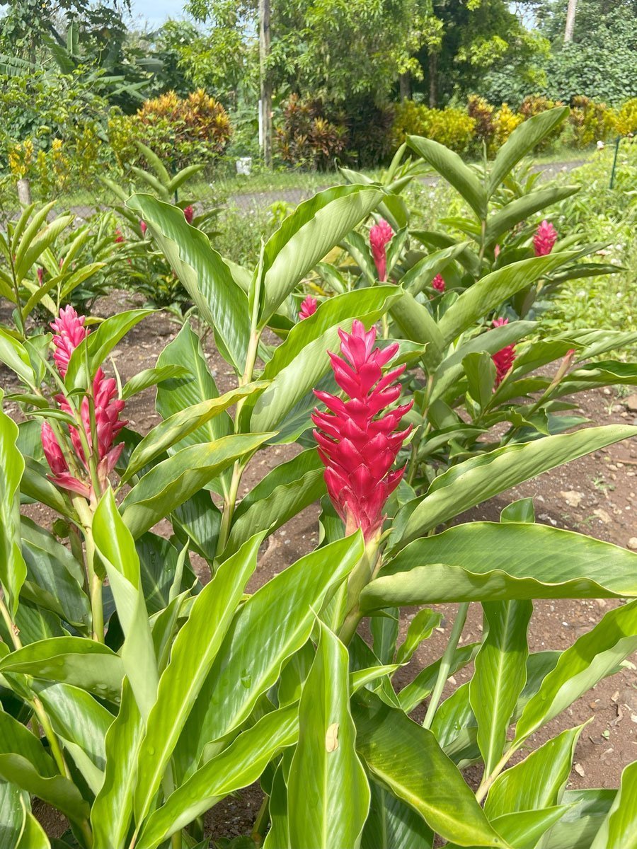potager polynésien